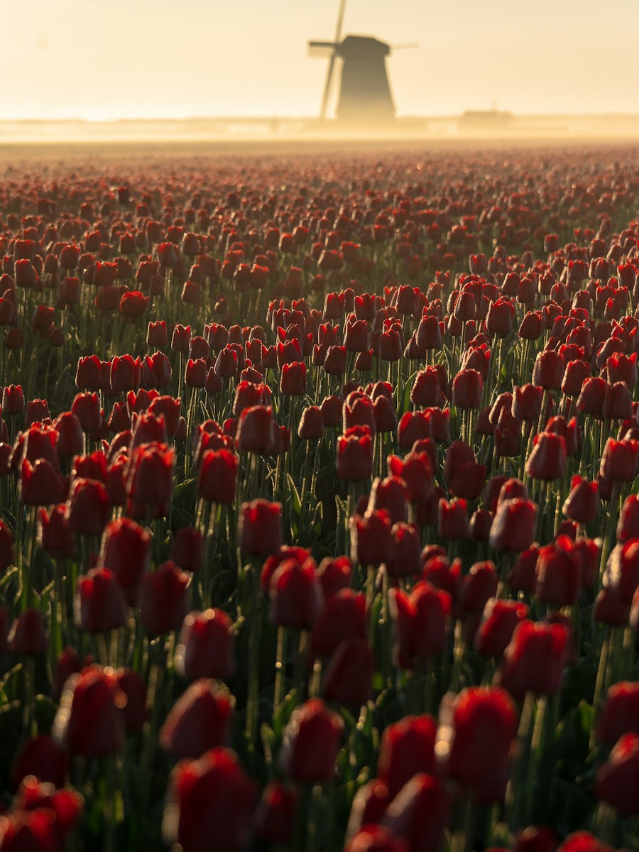Netherlands work opportunities